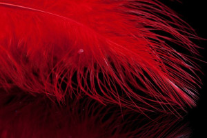 A. Jensen Blood Quill Marabou - red